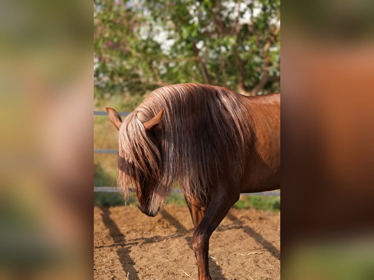 PRE Ruin 5 Jaar 163 cm Donkere-vos in Valencia