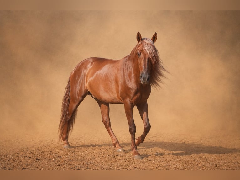 PRE Ruin 5 Jaar 163 cm Donkere-vos in Valencia