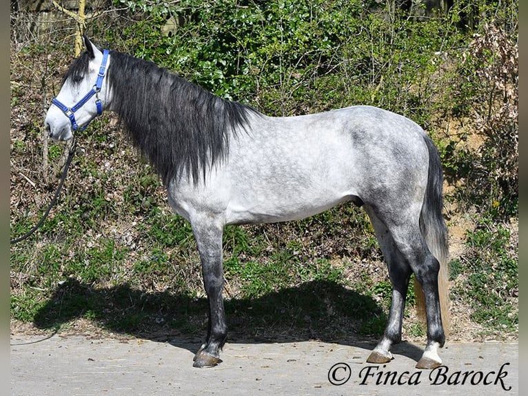 PRE Ruin 5 Jaar 163 cm Schimmel in Wiebelsheim