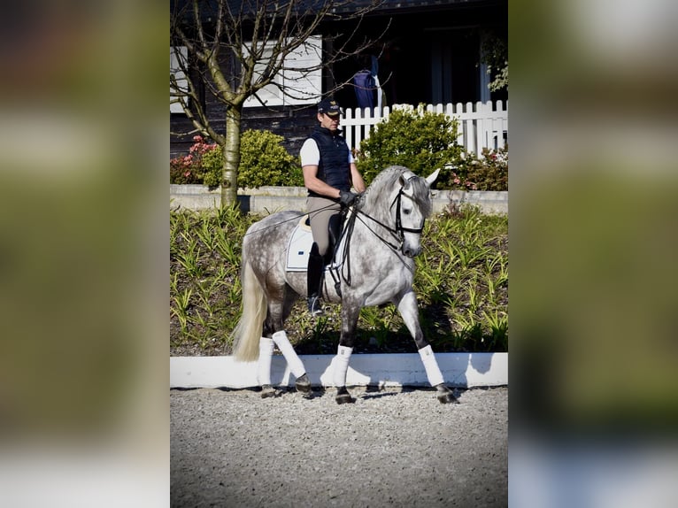 PRE Ruin 5 Jaar 163 cm Schimmel in Guimarães