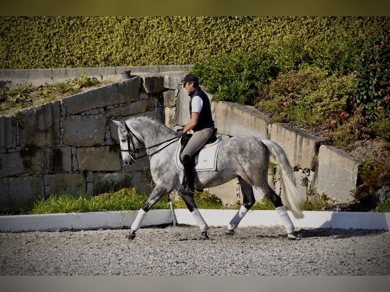 PRE Ruin 5 Jaar 163 cm Schimmel in Guimarães