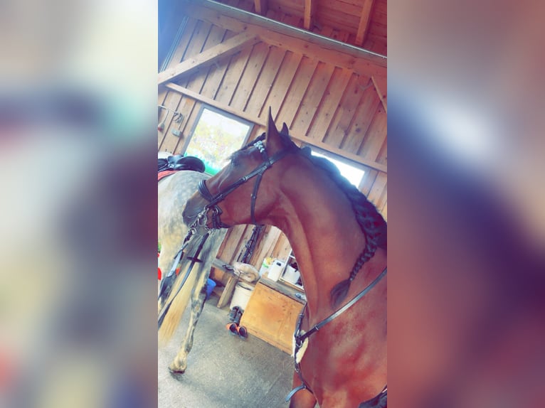 PRE Ruin 5 Jaar 164 cm Bruin in Kirchberg im Wald