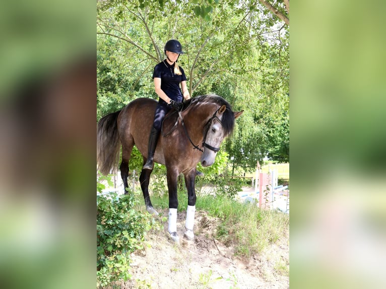 PRE Mix Ruin 5 Jaar 164 cm Schimmel in Soltau