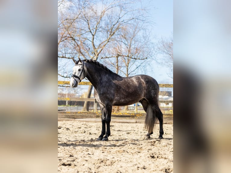 PRE Mix Ruin 5 Jaar 164 cm Schimmel in Grebenhain