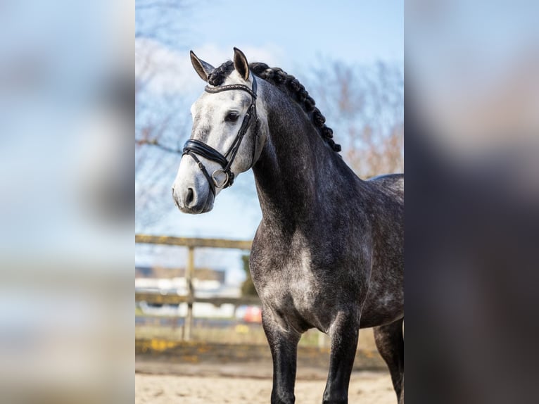 PRE Mix Ruin 5 Jaar 164 cm Schimmel in Sm