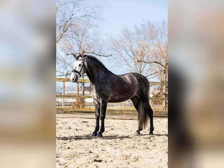 PRE Mix Ruin 5 Jaar 164 cm Schimmel in Sm