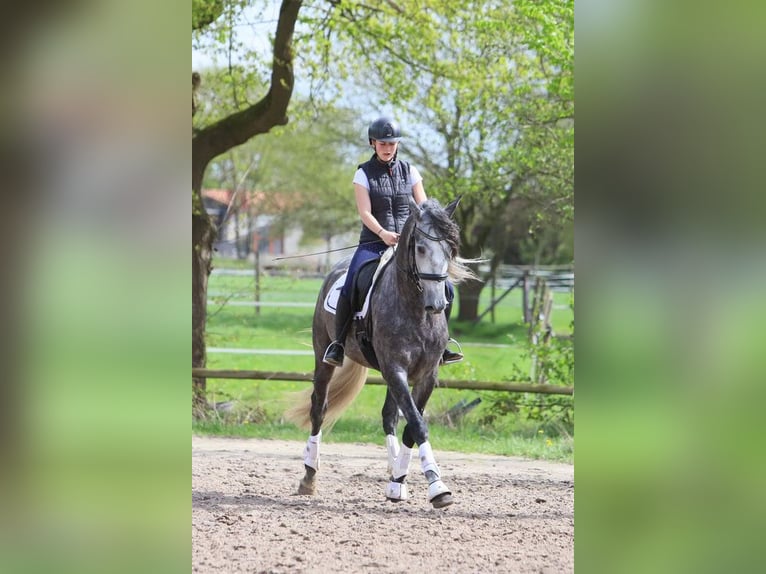 PRE Mix Ruin 5 Jaar 165 cm Appelschimmel in Niederkassel