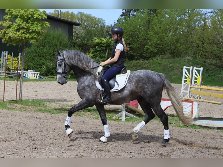 PRE Mix Ruin 5 Jaar 165 cm Appelschimmel in Niederkassel