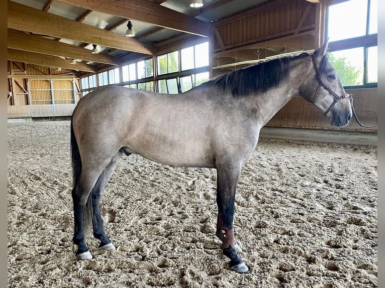 PRE Mix Ruin 5 Jaar 165 cm Brown Falb schimmel in Irenental