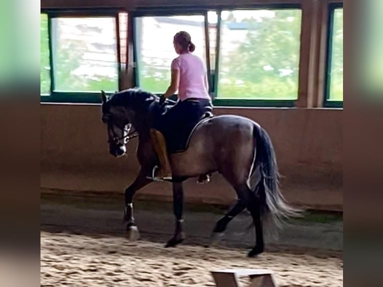 PRE Mix Ruin 5 Jaar 165 cm Brown Falb schimmel in Irenental