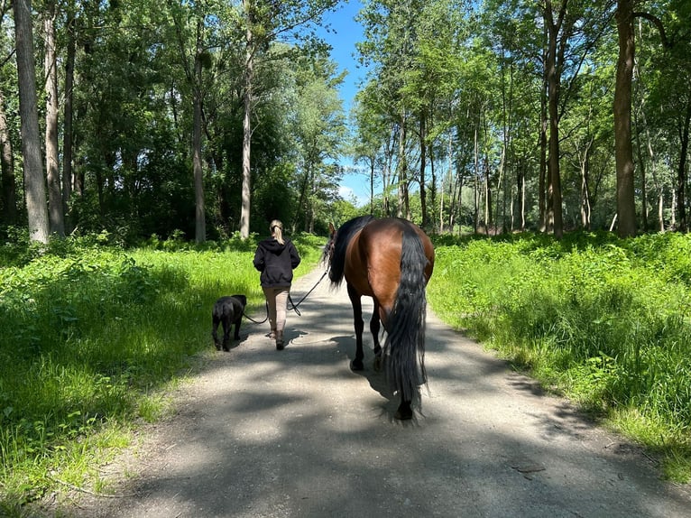 PRE Ruin 5 Jaar 165 cm Bruin in Fischamend