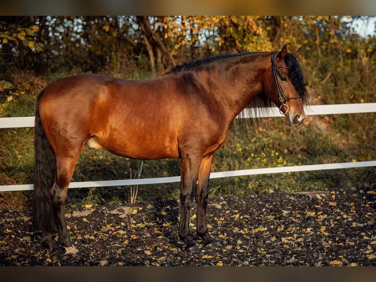 PRE Ruin 5 Jaar 165 cm Bruin in Fischamend