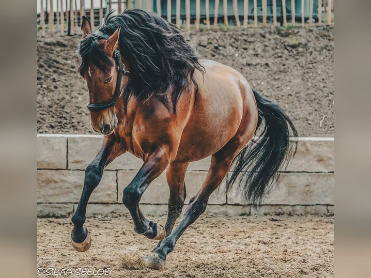PRE Ruin 5 Jaar 165 cm Donkerbruin in Krumbach