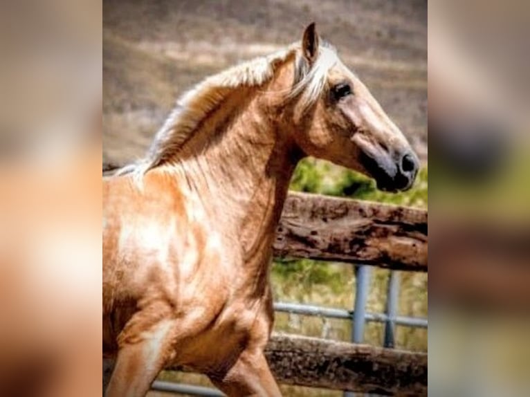 PRE Mix Ruin 5 Jaar 165 cm Palomino in Sevilla