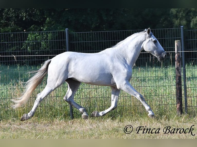 PRE Mix Ruin 5 Jaar 165 cm Schimmel in Wiebelsheim