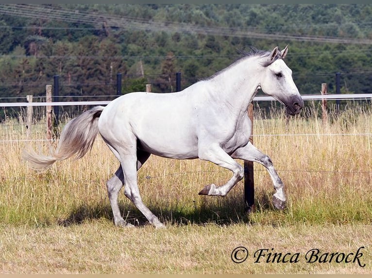 PRE Mix Ruin 5 Jaar 165 cm Schimmel in Wiebelsheim