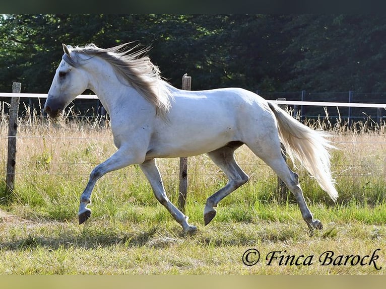 PRE Mix Ruin 5 Jaar 165 cm Schimmel in Wiebelsheim