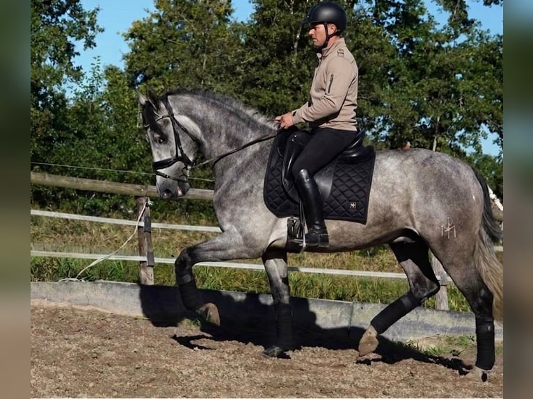 PRE Ruin 5 Jaar 165 cm Schimmel in Breddin