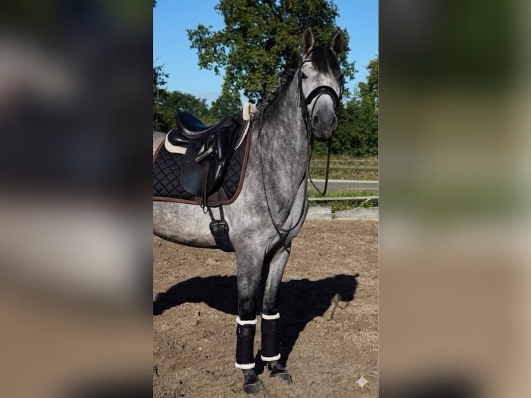 PRE Ruin 5 Jaar 165 cm Schimmel in Breddin