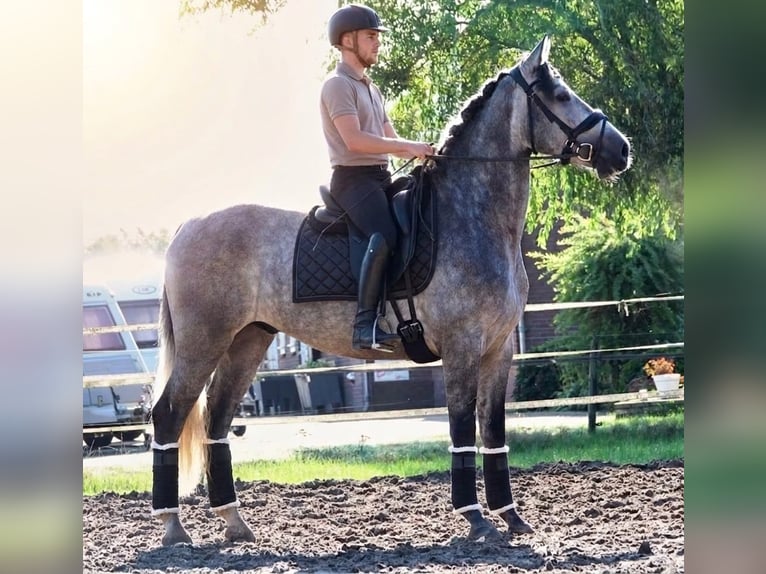PRE Ruin 5 Jaar 165 cm Schimmel in Breddin