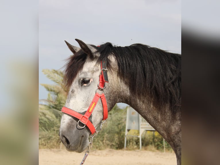 PRE Mix Ruin 5 Jaar 165 cm Schimmel in Vejer de la Frontera