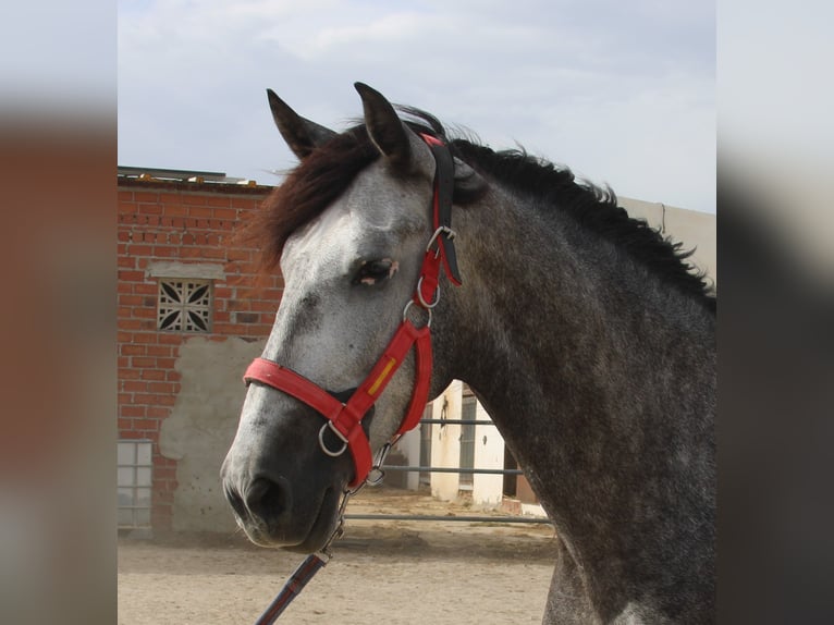 PRE Mix Ruin 5 Jaar 165 cm Schimmel in Vejer de la Frontera