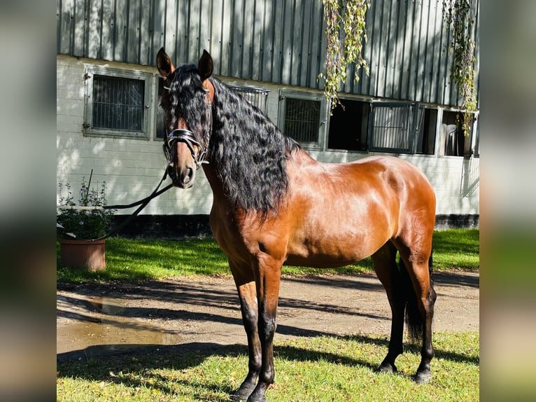 PRE Ruin 5 Jaar 166 cm Bruin in Sottrum