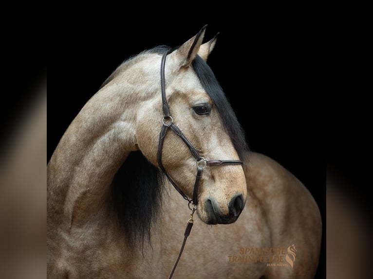 PRE Mix Ruin 5 Jaar 166 cm Falbe in Traventhal