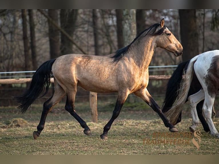 PRE Mix Ruin 5 Jaar 166 cm Falbe in Traventhal