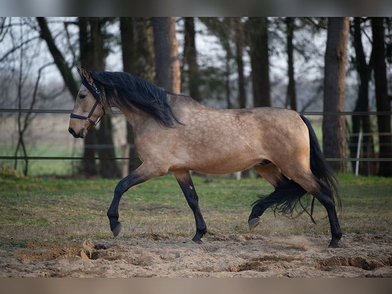 PRE Mix Ruin 5 Jaar 166 cm Falbe in Traventhal