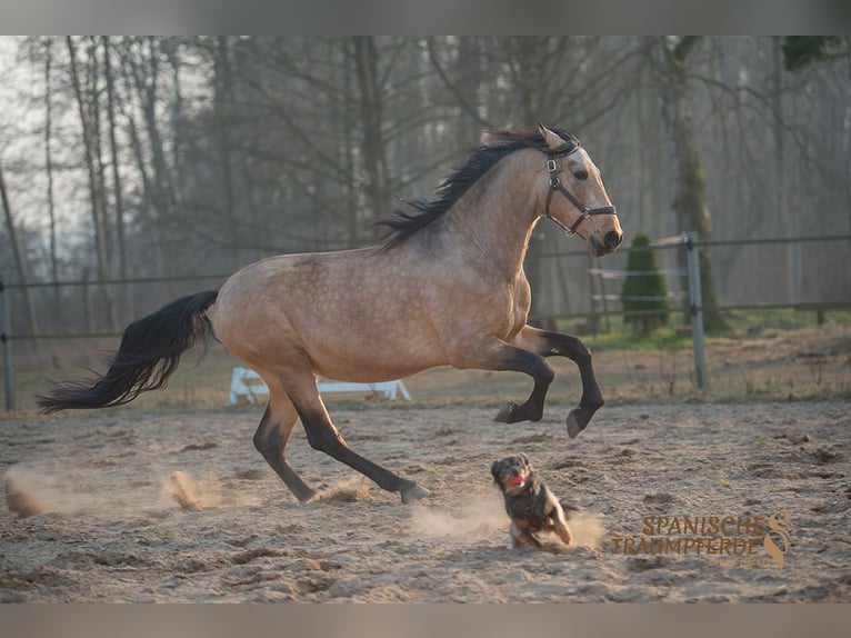 PRE Mix Ruin 5 Jaar 166 cm Falbe in Traventhal