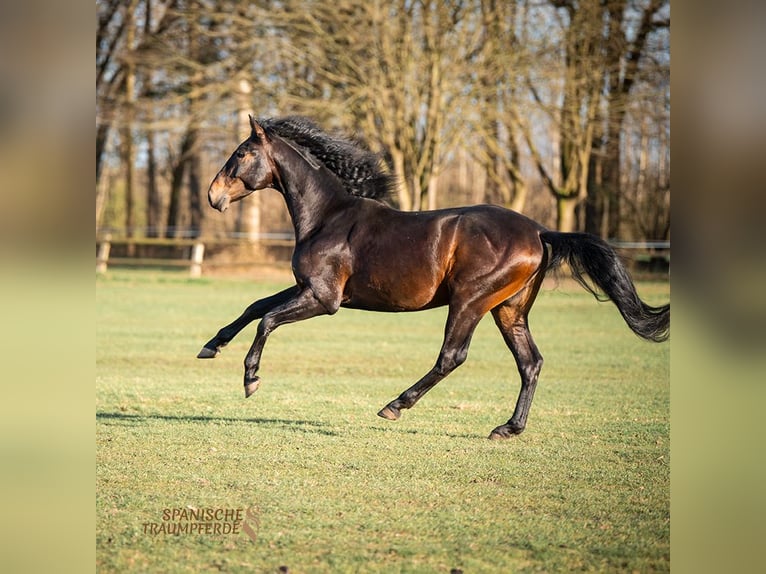 PRE Ruin 5 Jaar 168 cm Bruin in Traventhal