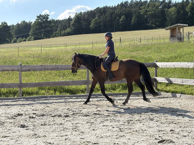 PRE Ruin 5 Jaar 168 cm Bruin in Neumarkt im Mühlkreis