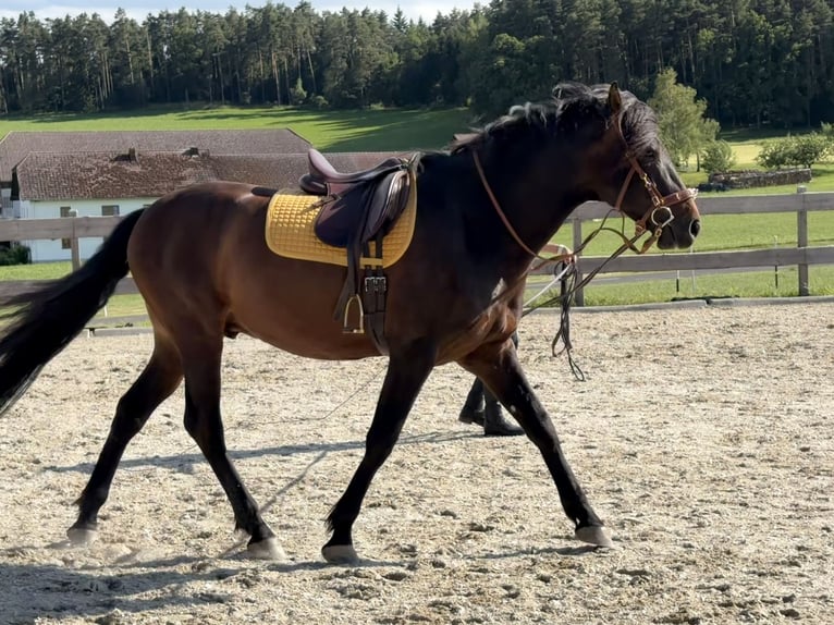 PRE Ruin 5 Jaar 168 cm Bruin in Neumarkt im Mühlkreis
