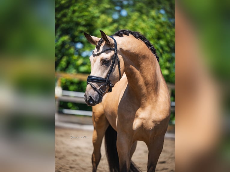 PRE Mix Ruin 5 Jaar 168 cm Buckskin in Grebenhain