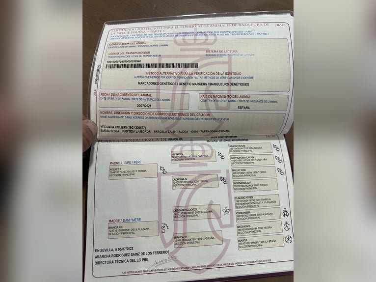 PRE Ruin 5 Jaar 168 cm Roodbruin in FiteroNavarra