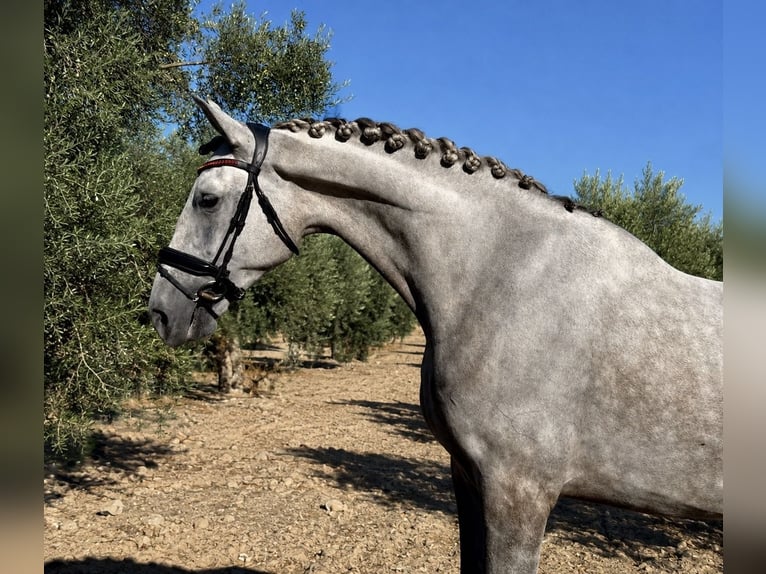 PRE Ruin 5 Jaar 169 cm Appelschimmel in Villanueva De La Serena