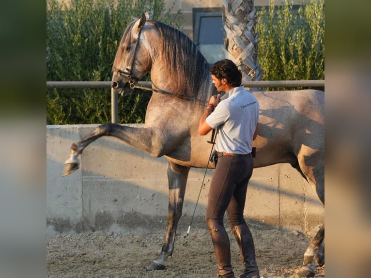 PRE Ruin 5 Jaar 170 cm Rood schimmel in Alicante