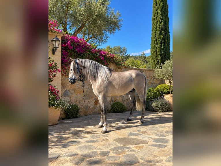 PRE Ruin 5 Jaar 170 cm Rood schimmel in Alicante