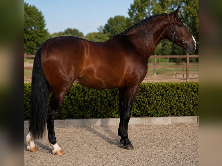 PRE Ruin 5 Jaar 170 cm Roodbruin in Badajoz