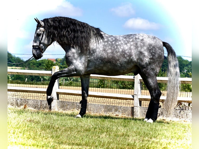 PRE Ruin 5 Jaar 170 cm Schimmel in Usingen