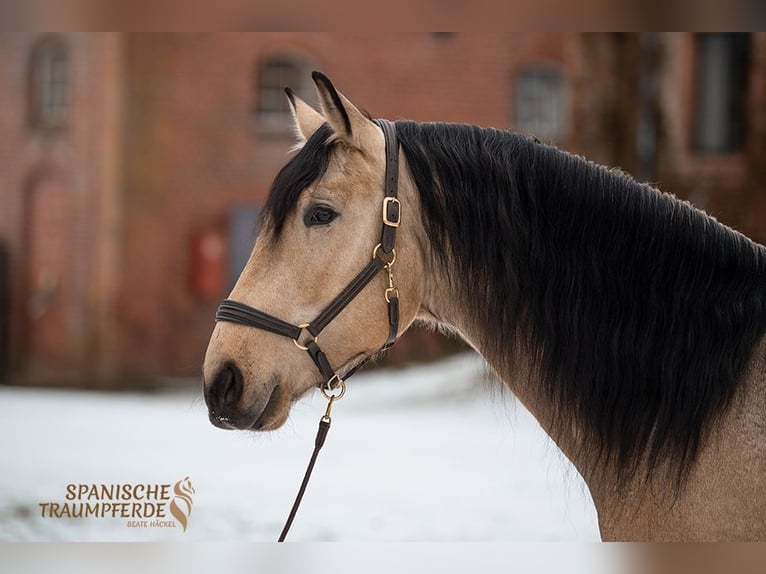 PRE Mix Ruin 5 Jaar 171 cm Falbe in Traventhal