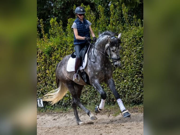 PRE Ruin 5 Jaar 172 cm Schimmel in Nortorf