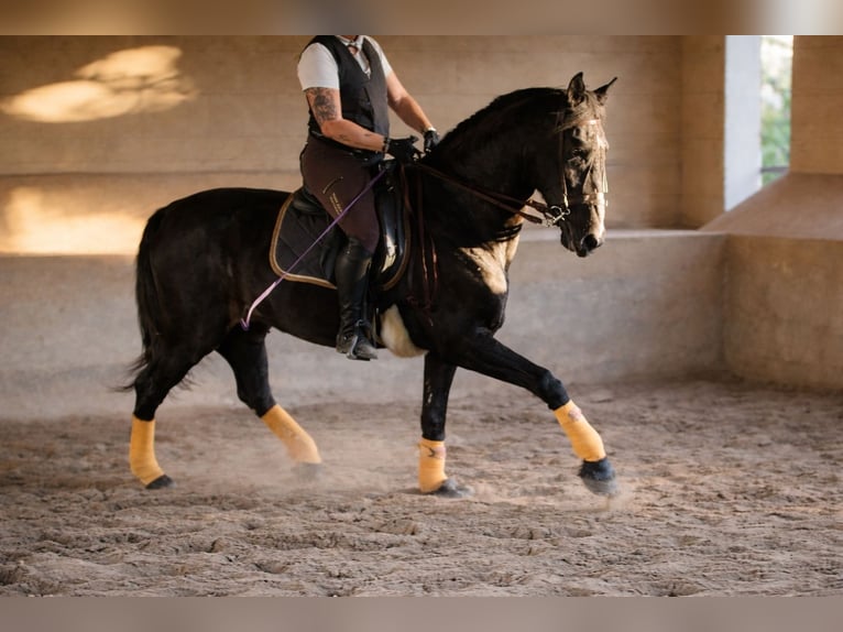 PRE Ruin 5 Jaar 172 cm Zwartschimmel in Palma De Mallorca