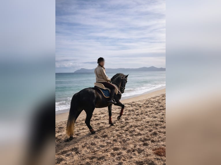 PRE Ruin 5 Jaar 172 cm Zwartschimmel in Palma De Mallorca