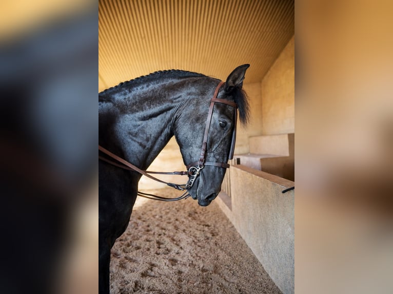 PRE Ruin 5 Jaar 172 cm Zwartschimmel in Palma De Mallorca