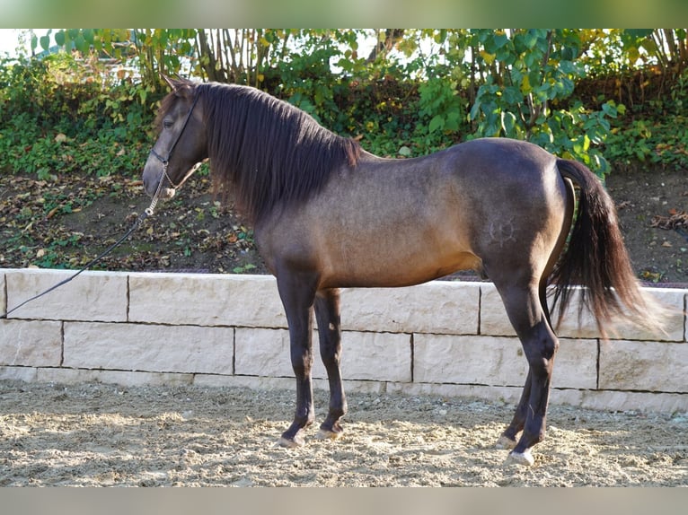 PRE Ruin 5 Jaar Buckskin in Krumbach