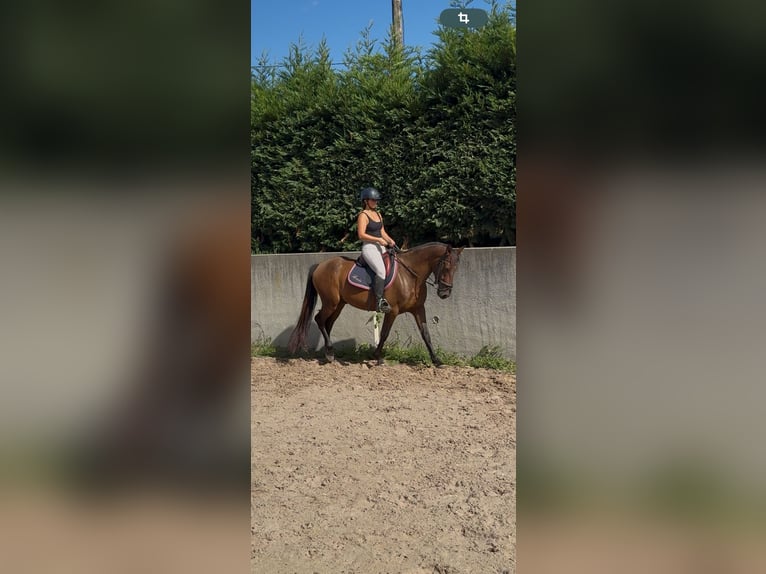 PRE Mix Ruin 6 Jaar 150 cm Donkerbruin in Lochen am See