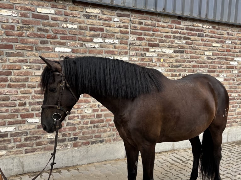 PRE Ruin 6 Jaar 152 cm Zwart in Grevenbroich