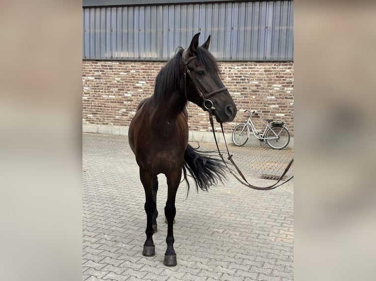 PRE Ruin 6 Jaar 152 cm Zwart in Grevenbroich
